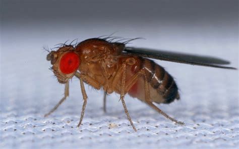 Can Fruit Flies Bite?