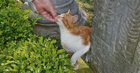 Should You Feed Stray Cats?