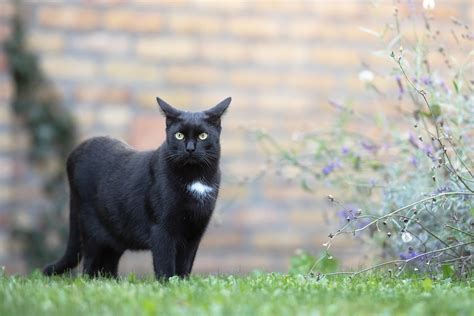 ユニバーサルスタイルストア：なぜ猫は時々宇宙を考えるのか？